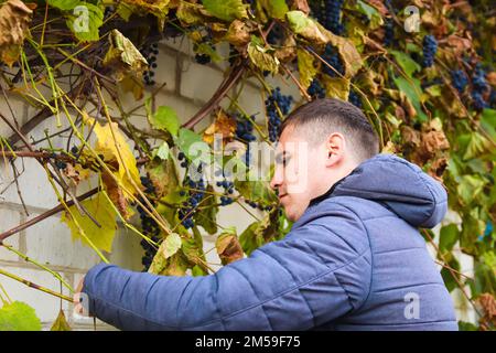 Defocus uomo vendemmia uva. Uva da vino rosso su vite in vigna, primo piano. Enologo vendemmiatore di uva. Uomo che raccoglie l'uva in vigna. Fuori Foto Stock