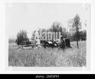 Didascalia originale: 'Harvester e trattore appartenenti al Gruppo Barona degli Indiani, Lakeside, California. Il grano in primo piano è prevalentemente avena, con un po' di frumento disperso. Giugno 1937. (Ramon Ames)". 1936 - 1942. Regione del Pacifico (Riverside, CA). Stampa fotografica. Dipartimento dell'interno. Ufficio degli affari indiani. Agenzia di missione. 11/15/1920-6/17/1946. Fotografie Foto Stock