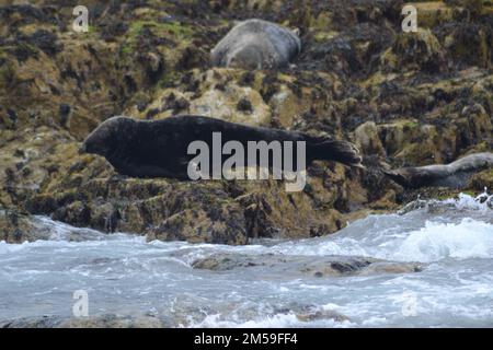 Foca sulle Isole Rock Farne Foto Stock