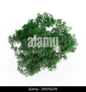 Un'illustrazione di una pianta verde isolata su sfondo bianco Foto Stock