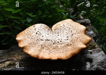 Funghi di Dryad’s Saddle funghi di bosco giganti che crescono su ceppi morti di alberi Foto Stock