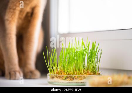 Erba per la salute dello stomaco degli animali domestici sul davanzale. Il concetto di cura degli animali domestici e di nutrizione sana per i gatti domestici. Carino gatto zampe in un backgroud Foto Stock