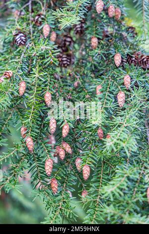 Tsuga heterophylla conifere o albero di hemlock occidentale closeup con coni pendenti Foto Stock