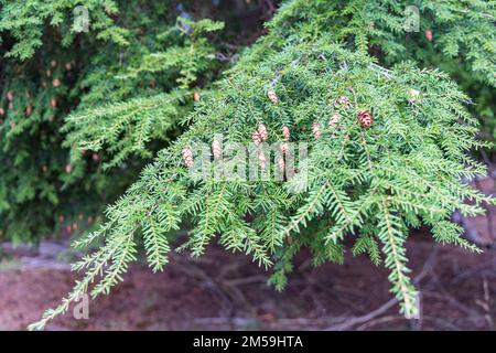 Tsuga heterophylla conifere o albero di hemlock occidentale closeup con coni pendenti Foto Stock