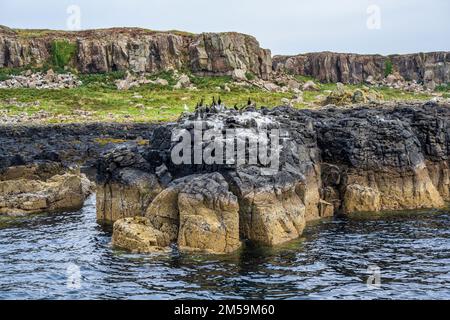 Colonia di Shag su affioramenti di roccia su una delle Isole Treshnish, Ebridi interne, Scozia, Regno Unito Foto Stock