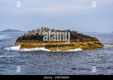Colonia di Shag su affioramento di roccia in avvicinamento all'Isola di Staffa, Ebridi interne, Scozia, Regno Unito Foto Stock