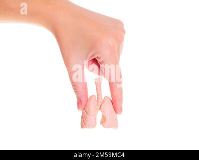 Copia anatomica in miniatura dei polmoni umani e dell'apparato respiratorio in mano isolata su sfondo bianco. Insegnare ai bambini con modelli anatomici. Foto Stock