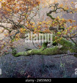 Quercia vecchia e gnarly in un legno di quercia inglese in autunno con foglie d'autunno dorate e arancioni e muschio sui rami. Foto Stock