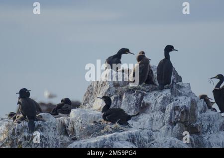 Shags ( Gulosus aristotelis ) in un sito di nidificazione su una roccia al largo della costa di Dunbar, East Lothian, Scozia, Regno Unito. Nel Regno Unito si riproducono su siti costieri, Foto Stock