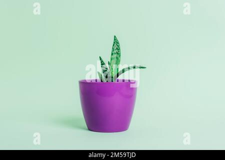 Pianta di aloe, Aloe Barbadensis in una pentola viola su fondo verde chiaro, primo piano. Foto Stock