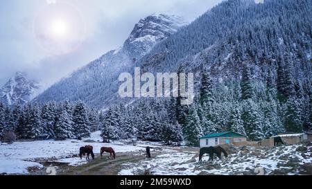 Paesaggio invernale nel Kirghizistan montagnoso, i cavalli stanno pascolando sotto una luce solare morbida, in Asia centrale. Foto Stock