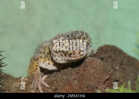 Primo piano frontale sulla testa di un geco comune leopardo , Eublepharis macularius in un terrario Foto Stock