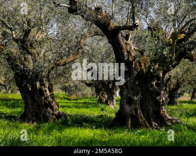 Vecchi grandi ulivi a fuoco morbido e verde prato luminoso nel giardino primaverile. Bellissimo giardino d'ulivo primaverile sull'isola di Zante in Grecia. Naturale tranquillo Foto Stock