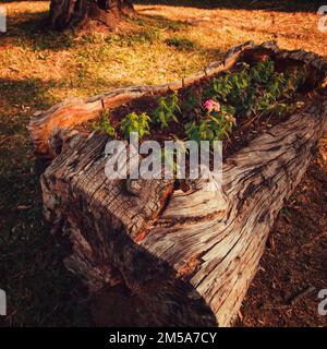 Fiori e germogli nascono nel vecchio tronco dell'albero nella foresta Foto Stock