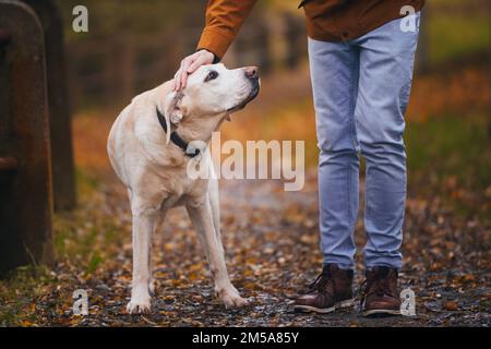 L'uomo accarezzava il suo vecchio cane durante la passeggiata. Il proprietario dell'animale domestico sul sentiero con il suo fedele labrador Retriever. Foto Stock