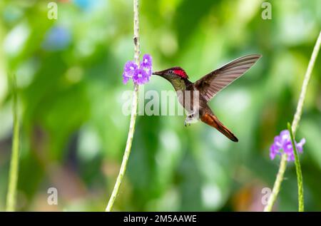 Colibrì esotico Ruby Topaz con piume rosse e dorate che bevono nettare da un fiore viola. Foto Stock