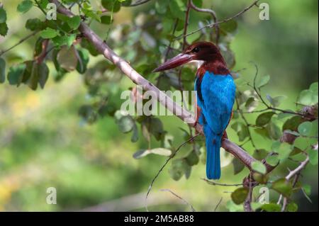 Martin pescatore dalla gola bianca o Halcyon smirnensis in Sri Lanka Foto Stock