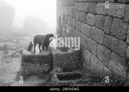 Cane sulle antiche tombe antropomorfe in una mattina nebbia. Foto Stock