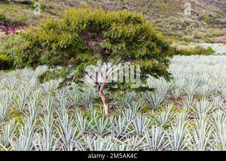 Campi di Agave destinati alla produzione Mezcal, valle di Oaxaca, Messico Foto Stock