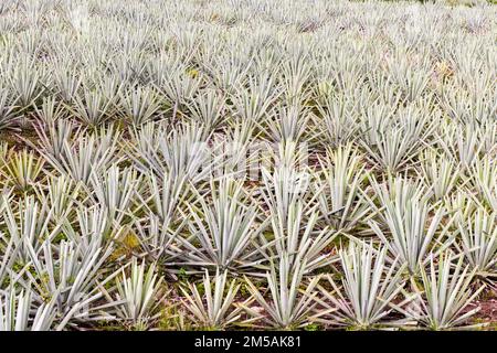 Campi di Agave destinati alla produzione Mezcal, valle di Oaxaca, Messico Foto Stock