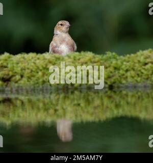 Un primo piano di una femmina chaffinch come lei si nutre dal lato di una piscina. Si riflette nell'acqua mentre cerca predatori Foto Stock