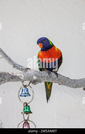 Un primo colpo del corikeet di cocco arroccato sul ramo dell'albero Foto Stock