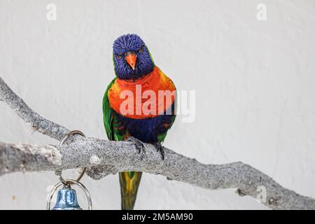 Un primo colpo del corikeet di cocco arroccato sul ramo dell'albero Foto Stock