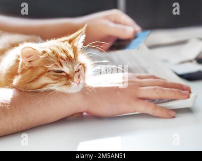 L'uomo sta scrivendo alla tastiera del computer. Gatto zenzero carino che schizza sulla mano dell'uomo. Cucciolo di pelliccia che si coccola fino al proprietario e che intralcia il suo lavoro. Foto Stock