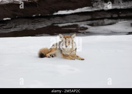 Yellowstone, Stati Uniti d'America. 10 dicembre 2022. Un coyote si trova nella valle innevata di Lamar in cerca di preda al parco nazionale di Yellowstone, 10 dicembre 2022 a Yellowstone, Wyoming. Credit: Addy Falgoust/NPS Photo/Alamy Live News Foto Stock