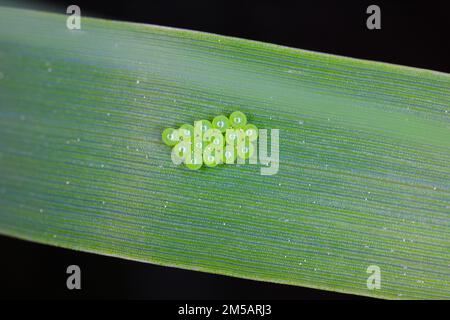 Uova di Shieldbug verdi comuni (Palomena prasina) sulla foglia di cereali. Foto Stock