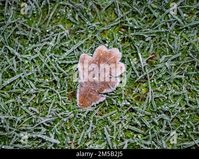 Foglie di quercia ricoperte di gelo il giorno d'inverno, sull'erba. Foto Stock
