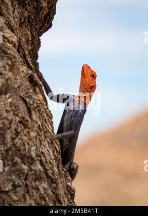 Maschio Namib Rock agama, una specie di lucertola di agamide che è nativo di granito affioramenti rocciosi nella Namibia nord-occidentale Foto Stock