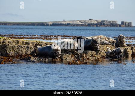 Foche grigie grypus Halichoerus che si crogiolano al sole sulle rocce Foto Stock