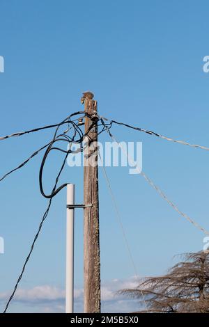 Scoiattolo con cibo in cima al palo di servizio. Foto Stock