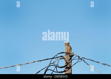 Scoiattolo con cibo in cima al palo di servizio. Foto Stock