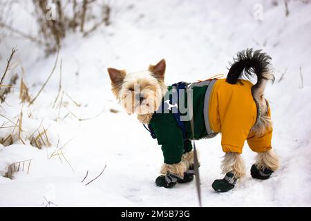 Yorkshire Terrier camminando all'aperto. Elegante doggy con scarpe in tuta invernale. Foto Stock