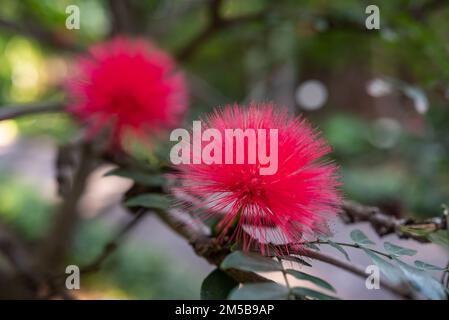 Fiori rosa lanuginosi di rosa polvere puff closeup. Sfondo verde sfocato delle foglie Foto Stock