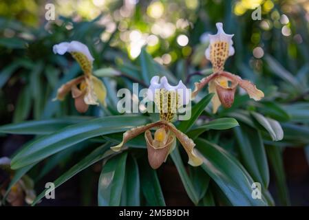 Fiori bianchi e gialli di splendido paphiopedilum o di orchidea slipper Foto Stock