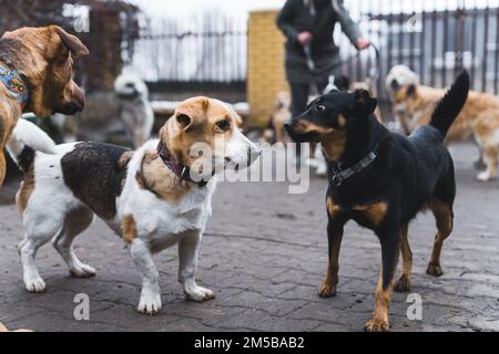 Concetto di rifugio per cani privati. Tiro all'aperto concentrato su due adorabili cani di razza mista in piedi l'uno accanto all'altro. . Foto di alta qualità Foto Stock