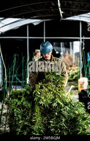 Un soldato della guardia nazionale dell'esercito dell'Oklahoma tira fuori i detriti di marijuana da una casa di coltivazione durante un'operazione massiccia multi-agenzia nella parte meridionale dell'Oklahoma, il 22 febbraio 2022. La Guardia Nazionale dell'Oklahoma sostiene regolarmente le autorità civili e le agenzie partner in numerose e talvolta sovrapponibili emergenze, disastri ed eventi importanti. (Foto della Guardia Nazionale dell'Oklahoma di Sgt. 1st Classe mireille Merilice-Roberts) Foto Stock