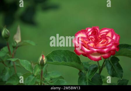 UNA SOLA ROSA ROSA E BIANCA (ROSA) IN PIENA FIORITURA CON BOCCIOLI CHE COMINCIANO AD APRIRSI. Foto Stock