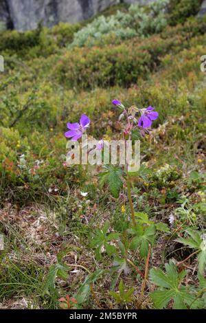 L'erbaccia di Puprecht, erba robert (Geranium robertianum) fiori nella tundra, Hardanger Vidda, Norvegia, Scandinavia Foto Stock