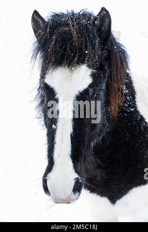 Cavallo islandese macchiato in bianco e nero (Equuus ferus caballus), ritratto, Islanda settentrionale Eyestra, Islanda Foto Stock