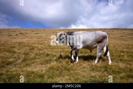 Mucca al pascolo, Rasciesa, Resciesa, Val Gardena, Trentino, Alto Adige, Italia Foto Stock