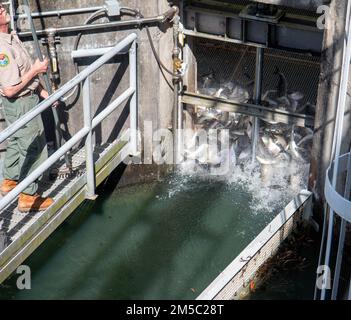 Shad americano passare attraverso l'ascensore di pesce a St. Stefano. Per ulteriori informazioni, visitare il sito Web: https://www.sac.usace.army.mil/Missions/Civil-Works/Cooper-River-Rediversion-Project/ Foto Stock