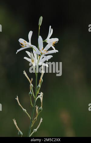 Giglio d'erba (Anthericum liliago), famiglia di giglio, famiglia di giglio, Reichenbacher Kalkberge, Reichenbach, Hessisch Lichtenau Foto Stock