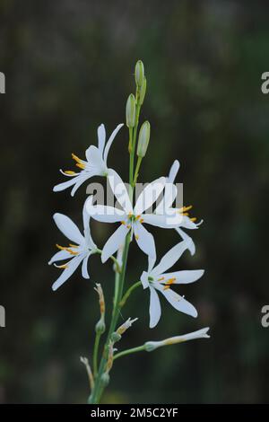 Giglio d'erba (Anthericum liliago), famiglia di giglio, famiglia di giglio, Reichenbacher Kalkberge, Reichenbach, Hessisch Lichtenau Foto Stock