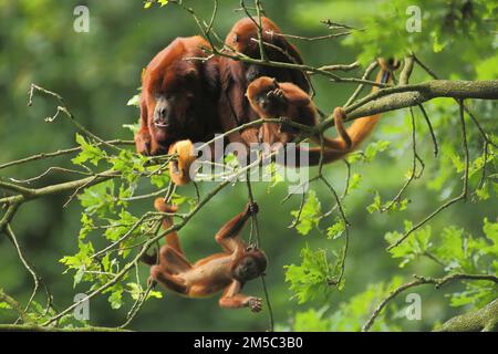 Urlo rosso venezuelano (Alouatta seniculus), quattro, adulti, famiglia, giovani, arrampicata, discesa, appesa, capovolta, prigioniera Foto Stock