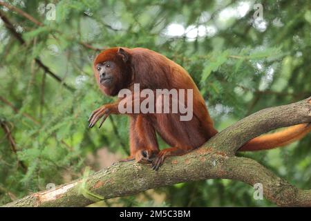 Urlatore rosso venezuelano (Alouatta seniculus), adulto, prigioniero Foto Stock