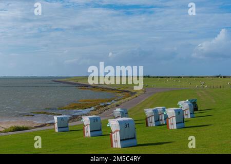 Sedie a sdraio sul Mare del Nord, gregge di pecore, Fuhlehoern, penisola di Nordstrand, Mare del Nord, Frisia settentrionale, Schleswig-Holstein, Germania Foto Stock